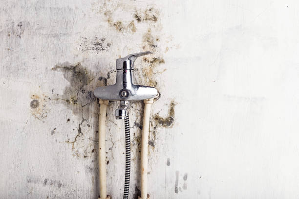 Best Toxic Mold Removal  in Geistown, PA