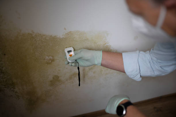 Mold Removal Process in Geistown, PA