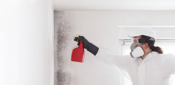 Best Mold Damage Repair  in Geistown, PA