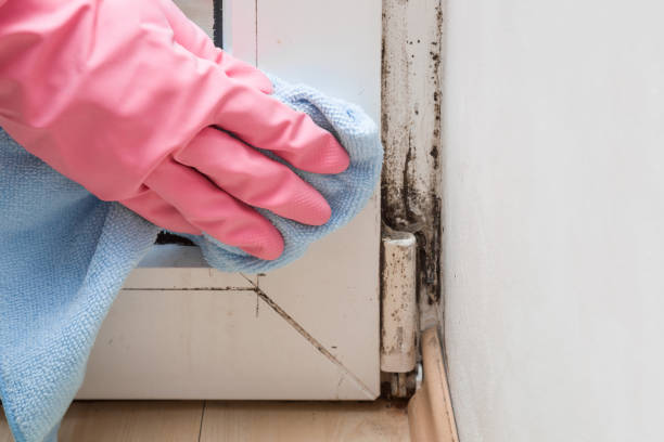 Best Mold Remediation Services  in Geistown, PA