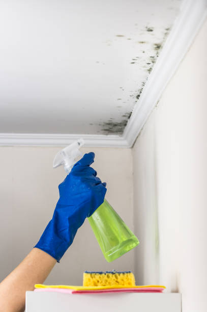 Best Mold Cleaning Services  in Geistown, PA