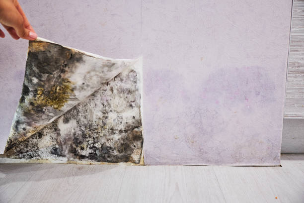 Best Emergency Mold Removal  in Geistown, PA